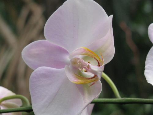 orchids_005.jpg