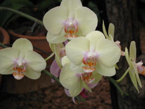orchids_011.jpg