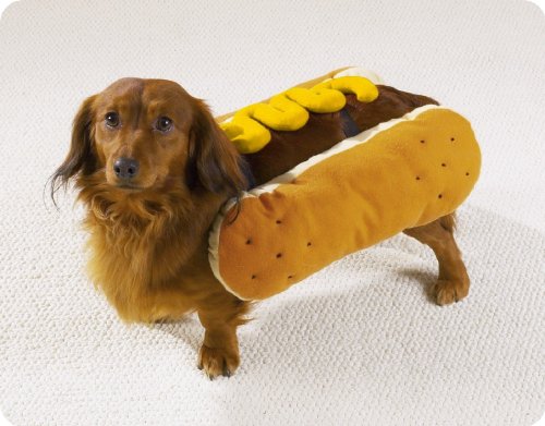A Hot Dog Dog. dog dressed as a hot